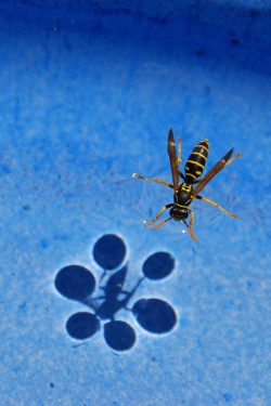 policecallsnogbox:  rollership:  surface tension is a physical invisible object.  NO STOP OW  not only are hornets evil and violent they are actually evil violent WIZARDS shit.