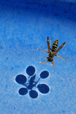 stunningpicture:  Surface tension.  FUCK.