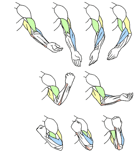 hamaonoverdrive:  anatomicalart:  piss-hubbo:  FUCK THIS I SPERFECT, IT SHOWS THE ARM PRONATING AND ALL THE MUSCLES SHIFTING ALONG WITH THE WRIST IT EVEN HIGHLIGHTS THE ULNA BONE   HEY THIS IS THE ULTIMATE ANATOMY REF, FUCK THOSE MISLEADING TERRIBLE