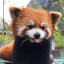 flyingshibainu