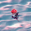 babyrose2229