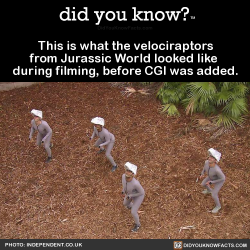 did-you-kno:  This is what the velociraptors from Jurassic World looked like  during filming, before CGI was added.  Source