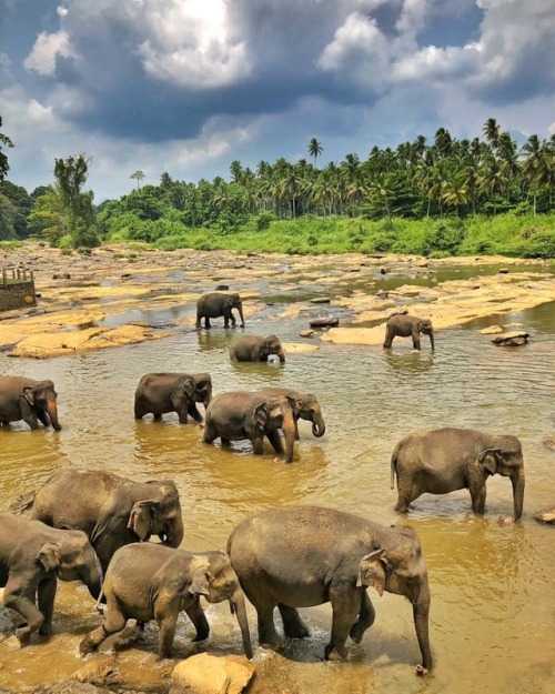 scarlettjane22:At Pinnawala Elephant Orphanage, Srilanka.Afonso Rodrigues