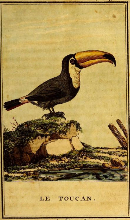 le toucan