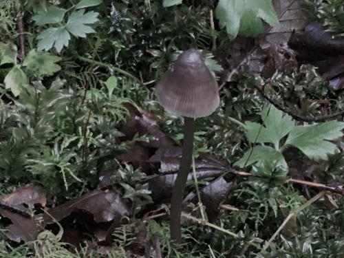 Mushrooms from a forest trail near where I live. 