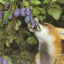 fatherlessfox