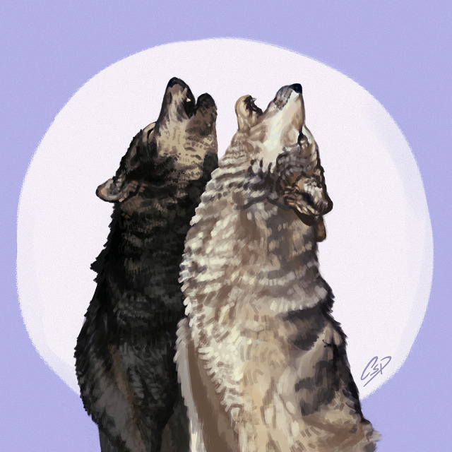 #wolfs on Tumblr