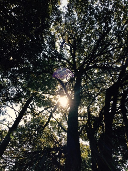 Ancient oaks in La Honda.-Spores&amp;More 