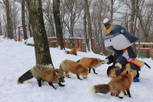 expeliamuswolfjackson: red foxes at the zao fox village in japan