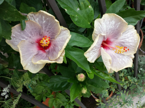 syngoniums:  ‘Dixie Belle’, ‘Sea Spray’, and ‘Midnight Tryst’.
