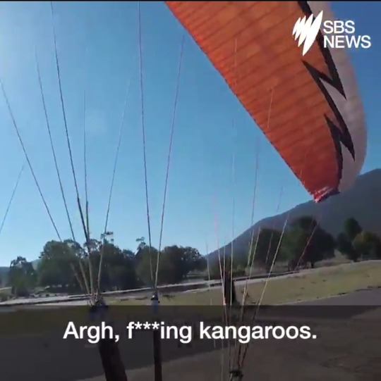 grandbastard: island-delver-go:  ruinedchildhood:      kangaroo: (sees creature descend from the sky with a single giant multicoloured wing) kangaroo: oh i am going to absolutely kick the shit out of that.  