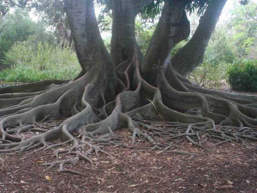 mother-earthchild:  Growth 