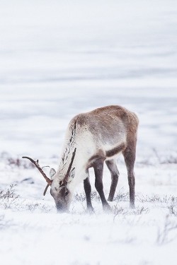 wonderous-world:  Winter Walker by Dave