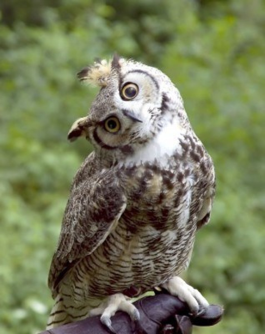 pychopath: frizzbutt:  owls are some of the most expressive birds like they are living cartoons. i love them  @dubydoods 