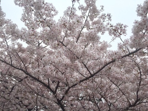 suncitypori:Shinjuku Gyoen