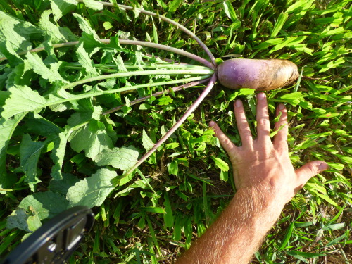 dreadedgrape:  barefootedfarmer:  root beds white daikon, purple daikon, red beats, red turnips    here are pictures of the farm im on. this is my farm blog/ gardening blog covers my personal travels working on farms  
