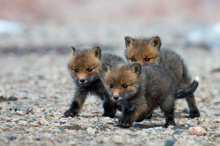  Fox Cubs | by: (Ivan Kislov) 