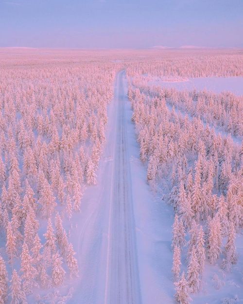 LAPLAND, FINLAND.Golden glow over the winter landscapes of Lapland, Finland.Credits: ww