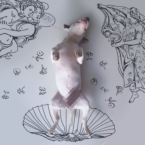 A bullterrier named Jimmi Choo starring in funny illustrations by Rafael Mantesso