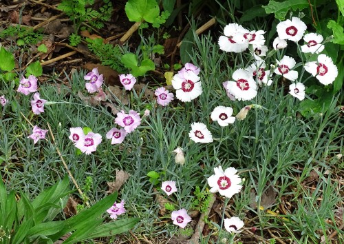 I adore Dianthus. I grew this variety from seed and wanted it specifically because of its wonderful 