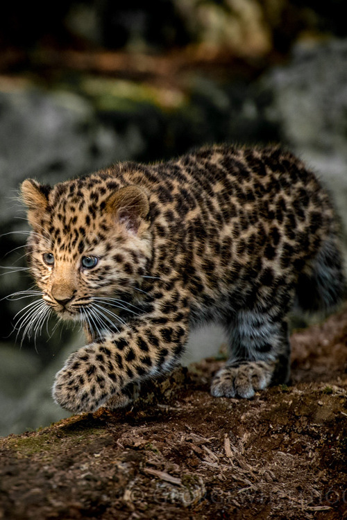 premiums: Leopard Cub In The Lightby George Wheelhouse