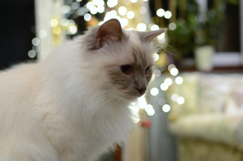 intjpsych:Dusted off my camera and BEHOLD! Pictures of my cat. I will be taking many more in the fut