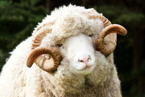 princess-peachie: Look at this fluffy god sheep <3