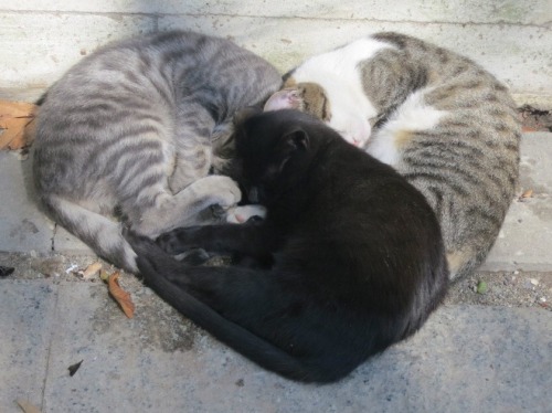 theweefreewomen - [image description - three cats curled together...