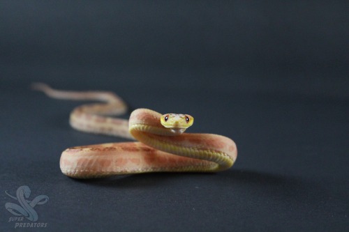 Sex superpredatorsexoticreptiles:  Bacon: Scaleless pictures