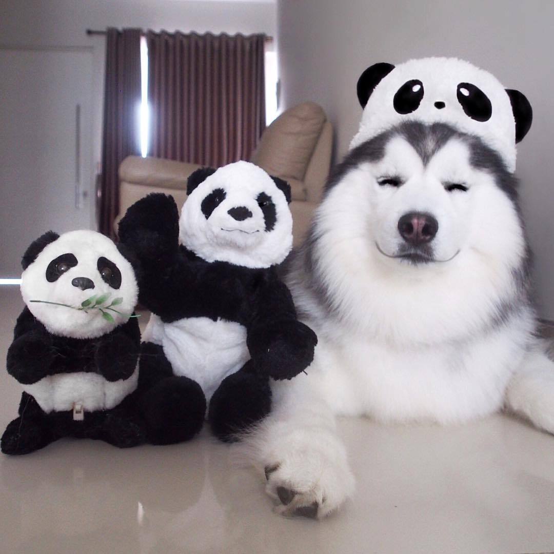 instagram:  Weekend Hashtag Project: #WHPdisguise  Weekend Hashtag Project is a series
