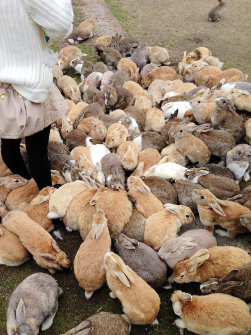 Ōkunoshima - an island in Japan filled with cute bunnies!