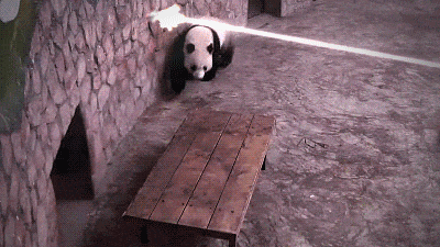 animal-factbook:  Pandas are actually the stealthiest of the Asian animals. They are able to avoid harm in high pressure situations and utilize their surroundings to protect themselves. Their extensive knowledge of kung fu also comes in handy *No pandas