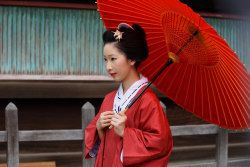 heartisbreaking:   	京都の花（みやび会お千度）