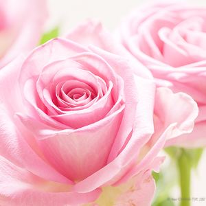 kiiseu:  Pastel pink flowers | 1 2 3 4 5 6 7 8 9 