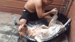 huffingtonpost:  This Dog Loves Spa Time More Than Anyone In The Entire World 