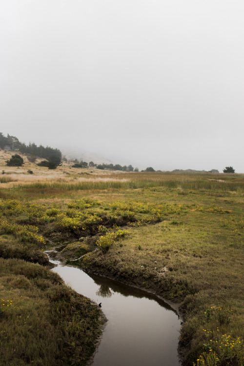 Point Reyes, CaliforniaThe 1,200 Mile Walk x Point Reyesby Codi Ann Thomsen