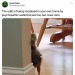 gingerwonderwild: