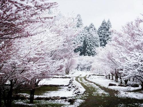 deejayshorty:myampgoesto11:When it snows it blossoms | Crowd-sourced images of cherry blossoms blank