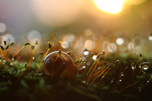 lostinhistory:  blueandbluer:  haiweewicci:  naked-mahariel:  princeof-heart:  sexycomputervoice:  staceythinx:  Rain or shine, macro photographer Vadim Trunov captures the surprisingly adventurous lives of snails.  So beautiful.  LOOK AT THESE MEANINGFUL