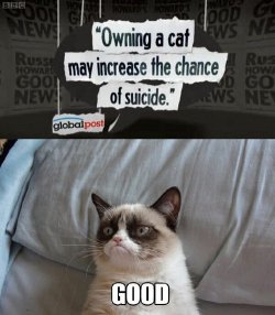 meme-spot:  Grumpy cat The place where your