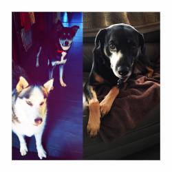 My babes. Leila, Miko and Aspen. 💜🐶 #leighbeetravel #dogsofinstagram #husky #labmix #mut #georgia #atlanta #socute #couchlife #onlywantyouforthetreats