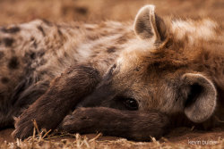 justanotheranimaladdict:  Spotted Hyena (Africa)