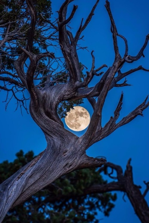 maureen2musings:  Grand Canyon Moon   samsnaps77   