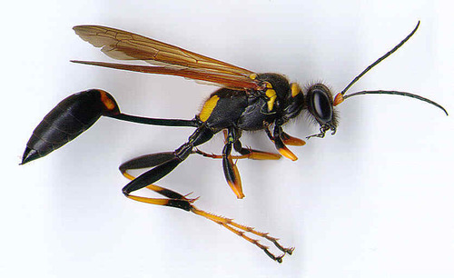 priest-of-rage:  bedquest:  dear fucking tumblr this is a fucking bumblebee  this is a fucking bee  this is a fucking hornet  this is a fucking wasp  as you can fucking see the longer their legs are and the less fuzzy they are is equivalent to how fucking