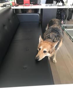 awwww-cute:  Office dog isn’t allowed on the couch, so this is her daily act of rebellion (Source: http://ift.tt/2woVwKD)