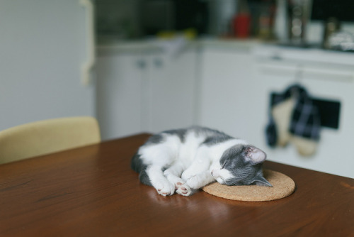 grett:  nap time by Gabriel Li // StudioGabe on Flickr.