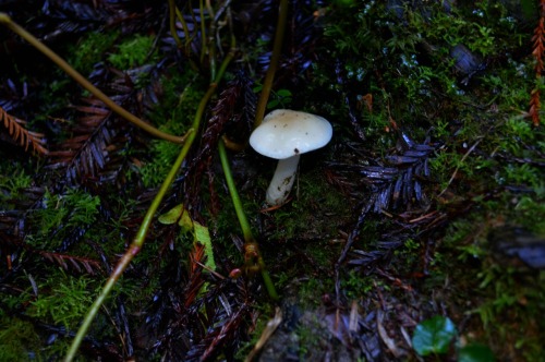 megarah-moon:Exploring this beautiful, mossy, damp, wonderful forest is the most magical experience.