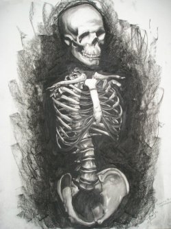 twenty1-grams:  Human Anatomy: Skeleton Torso