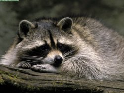 The Raccoon Sanctuary