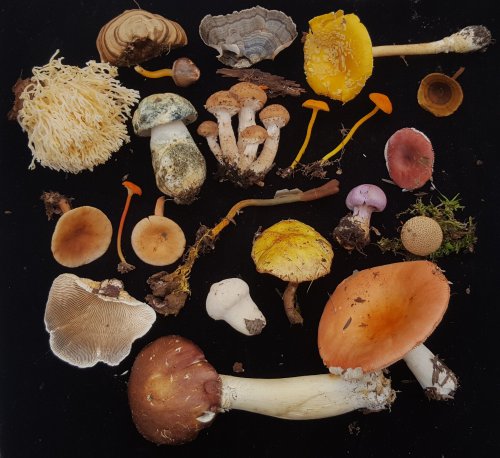 banji-effect:Fungi collected on a fall weekend of mushroom walks led by John Michelotti of Catskill 